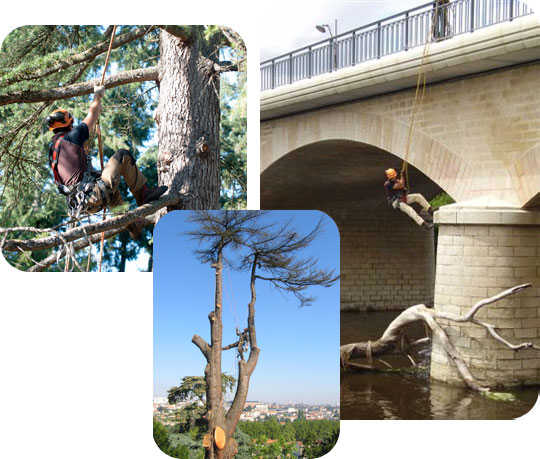 élagage, soin des arbres et travaux acrobatiques sur Poitiers, la Vienne et les Deux Sèvres